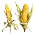 Illustration of two corn cobs in leaves, one thick, the other thin. Corn as a dish of thanksgiving for the harvest, picture on a Royalty Free Stock Photo