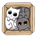 Yin Yang cats inside a box