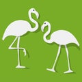 Vector illustration of two flamingos couple white on the green background