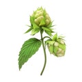 two hop cones, Humulus lupulus