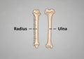 Illustration of two human forearm bones: Royalty Free Stock Photo