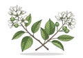 Composition is set against a plain white background, emphasizing botanical Royalty Free Stock Photo