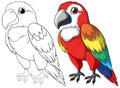 Two vibrant parrot ,color and outline