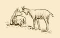 Illustration. Two young goats graze in a meadow. Vector sketch. Royalty Free Stock Photo