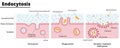 Illustration of types of endocytosis