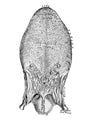 The illustration of the upper flat of the tongue in the old book die Anatomie des Menschen, by C. Heitzmann, 1875, Wien