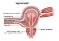 Illustration of the vaginal wall structure, highlighting layers and Royalty Free Stock Photo
