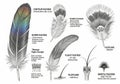 Illustration of various bird feathers with Royalty Free Stock Photo