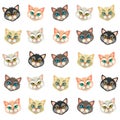 Various faces of kittens on white background Royalty Free Stock Photo