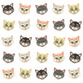 Various faces of kittens on white background