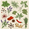 Illustration of various herbs and spices arranged on a light background. Includes mint Royalty Free Stock Photo