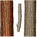 Illustration of various tree barks showcasing different textures and patterns. The left Royalty Free Stock Photo