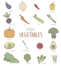 Illustration of various vegetables isolated on white background