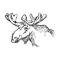 illustration vector doodle hand drawn of sketch moose head isolated on white background. Royalty Free Stock Photo