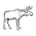 Illustration vector doodle hand drawn of sketch moose isolated o Royalty Free Stock Photo