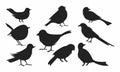 Bird silhouette icon symbol illustration vector set bundle asset template shadow, black, pultry, fly bird editable Royalty Free Stock Photo