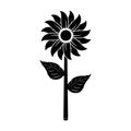 illustration vector graphic of sunflower in a white background. Perfect for icon, symbol, tattoo, screen printing, etc