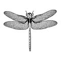 Illustration vector hand draw doodles of black dragonfly isolate