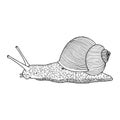 Illustration vector hand draw doodles of snail isolated on white Royalty Free Stock Photo