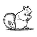 Illustration vector hand draw doodles of squirrel isolated on wh Royalty Free Stock Photo