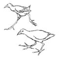 Illustration vector hand drawn of African Black Crake Bird isol