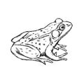 Illustration vector hand drawn doodle frog isolated on white. Royalty Free Stock Photo