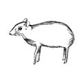 illustration vector hand drawn doodle the mouse deer or Chevrotain isolated on white.