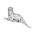 Illustration vector hand drawn sketch of African Clawless Otter