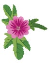 Illustration of vector mauve flower malva