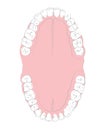 Medical drawings, all teeth