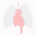Medical drawings, heart and lungs