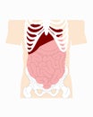 Medical drawings, intestines