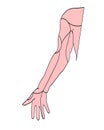 Medical drawings , arm musclesl