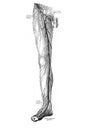 The illustration of veins and lymph nodes on leg in the old book die Anatomie des Menschen, by C. Heitzmann, 1875, Wien