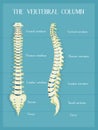 Illustration of the vertebral colum Royalty Free Stock Photo