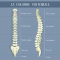 The vertebral column