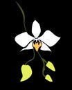 illustration of a very beautiful phalaenopsis amabilis flower on a black background