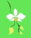 illustration of a very beautiful phalaenopsis amabilis flower on a green background