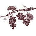 Illustration of the vine on a white background