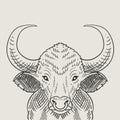 illustration vintage bull engraving style