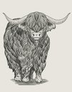 illustration vintage bull engraving style