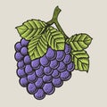 Illustration vintage grape fruit with engraving style