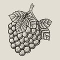 Illustration vintage grape fruit with engraving style