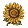 Colorful Sunflower Illustration With Detailed Cross-hatching Royalty Free Stock Photo