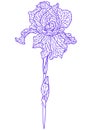 Illustration of violet irise. Royalty Free Stock Photo