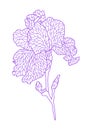 Illustration of violet irise. Royalty Free Stock Photo