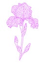 Illustration of violet irise. Royalty Free Stock Photo