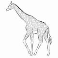 Illustration of a walking giraffe , vector drawing