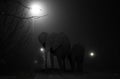 Illustration of walking huge wild elephants through the ghostly streets