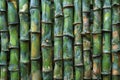 A wall of green bamboo sticks, in high resolution and high quality. Royalty Free Stock Photo